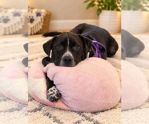 Winchester - Male Retriever -Unknown Mix Dog for Adoption - Photo #2