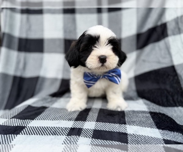 Medium Photo #5 Zuchon Puppy For Sale in LAKELAND, FL, USA