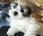 Puppy Forrest Mal-Shi