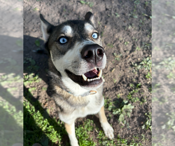 Medium Photo #1 Mutt Puppy For Sale in Brooklyn Center, MN, USA
