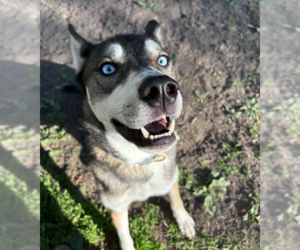Mutt Dogs for adoption in Brooklyn Center, MN, USA