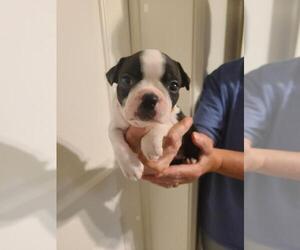 Boston Terrier Puppy for Sale in FALLON, Nevada USA