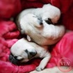 Small Photo #7 Pug Puppy For Sale in SAN ANTONIO, TX, USA