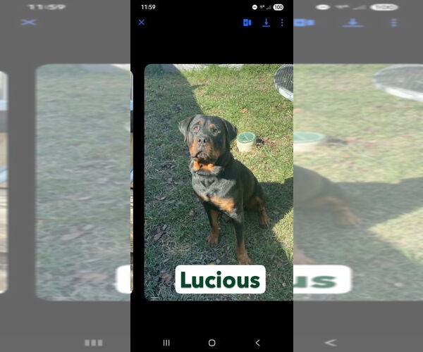 Medium Photo #2 Rottweiler Puppy For Sale in Foristell, MO, USA