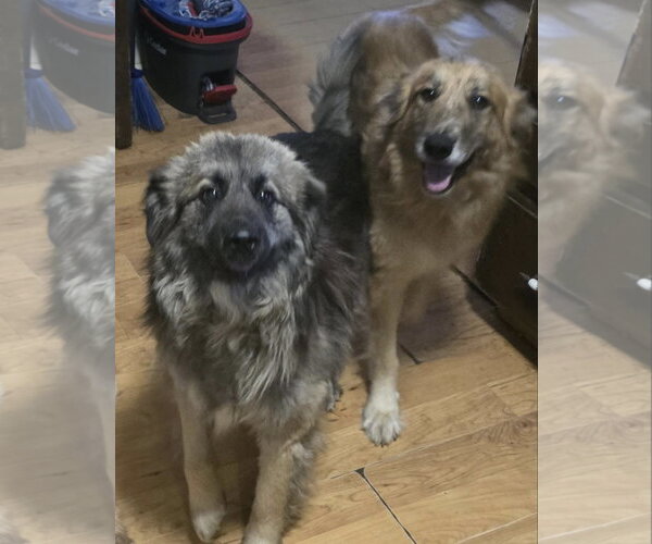 Medium Photo #1 Anatolian Shepherd-Unknown Mix Puppy For Sale in Alexander, AR, USA