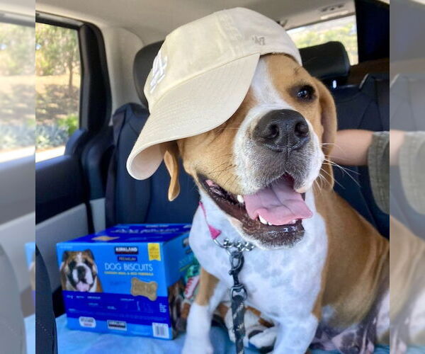 Medium Photo #6 American Staffordshire Terrier-Boxer Mix Puppy For Sale in San Juan Capistrano, CA, USA