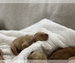 Puppy Puppy 5 Golden Retriever