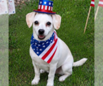 Small #2 Chihuahua