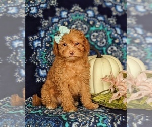 Medium Goldendoodle (Miniature)