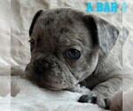 Small #2 French Bulldog