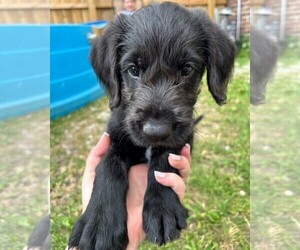 Airedoodle-Labrador Retriever Mix Puppy for sale in BOONE, IA, USA