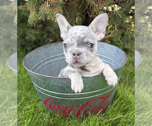 Medium Photo #5 French Bulldog Puppy For Sale in MIDDLEBURY, IN, USA