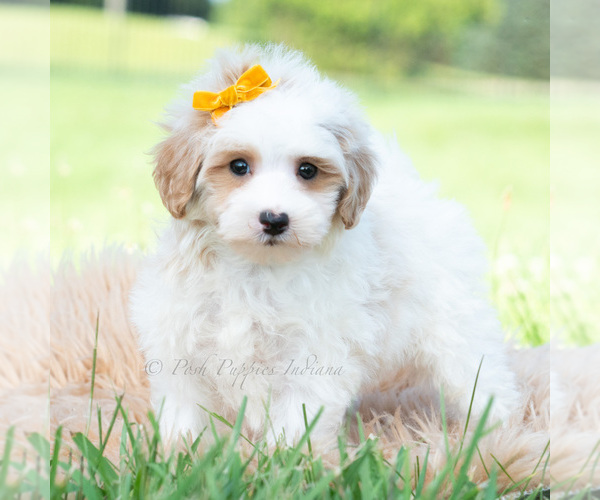 Medium Photo #4 Maltipoo (Toy) Puppy For Sale in WARSAW, IN, USA
