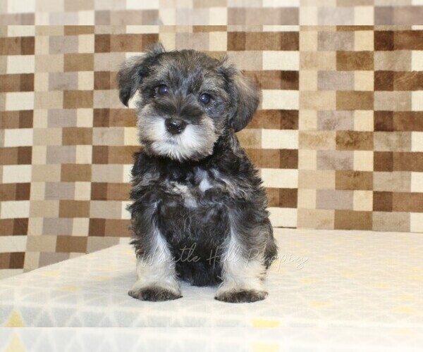 Medium Photo #3 Schnauzer (Miniature) Puppy For Sale in DENVER, PA, USA