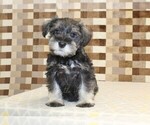 Small #2 Schnauzer (Miniature)