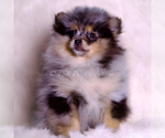 Small Photo #98 Pomeranian Puppy For Sale in WARSAW, IN, USA