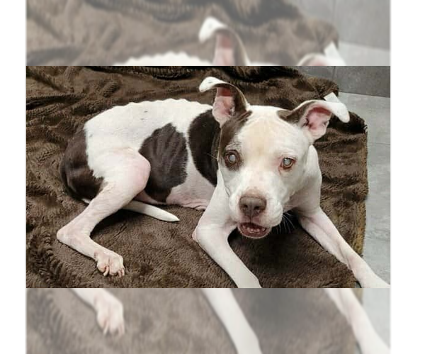 Medium Photo #5 Boxer-Unknown Mix Puppy For Sale in New York, NY, USA