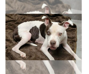 Marge (TX) - Female Boxer-Unknown Mix Dog for Adoption - Photo #5