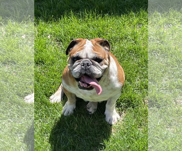 Medium Photo #1 Bulldog Puppy For Sale in St. Louis Park, MN, USA