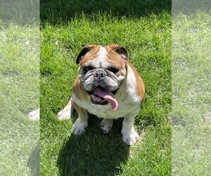 Bulldog Dogs for adoption in St. Louis Park, MN, USA