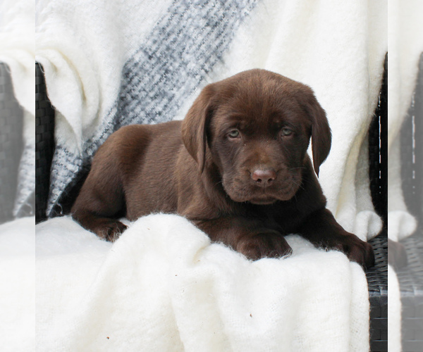 Medium Photo #5 Labrador Retriever Puppy For Sale in EAST EARL, PA, USA