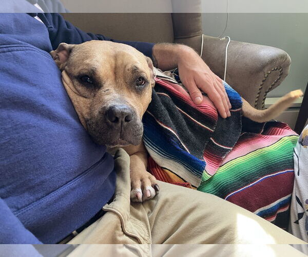 Medium Photo #39 Mutt Puppy For Sale in Philadelphia, PA, USA