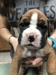 Small Photo #2 Boxer Puppy For Sale in ELKO, NV, USA