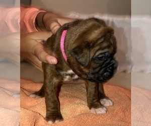 Boxer Puppy for sale in ORLANDO, FL, USA
