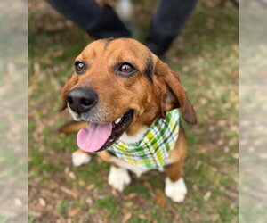 Beagle-Unknown Mix Dogs for adoption in Warrenton, VA, USA
