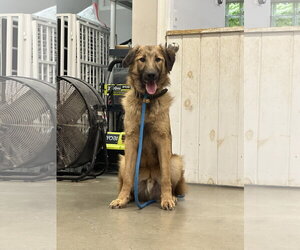 Mutt Dogs for adoption in Rockaway, NJ, USA