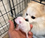 Small #4 Pomeranian