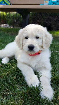 Medium Photo #1 Pyredoodle Puppy For Sale in EMPIRE, CO, USA