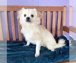 Small #2 Pomeranian Mix