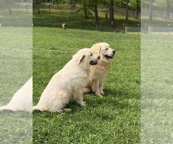 Medium Photo #14 Great Pyrenees Puppy For Sale in NEWTON, NC, USA