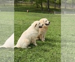 Small #13 Great Pyrenees