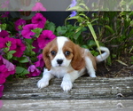 Puppy Alder Cavalier King Charles Spaniel