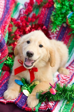 Medium Photo #2 Golden Retriever Puppy For Sale in PLYMOUTH, OH, USA