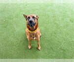 Small #2 German Shepherd Dog Mix