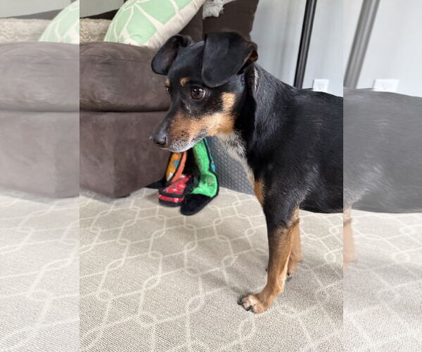 Medium Photo #9 Miniature Pinscher-Unknown Mix Puppy For Sale in Arlington, VA, USA