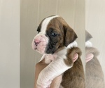 Small Photo #20 Boxer Puppy For Sale in LUCERNE VALLEY, CA, USA