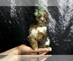 Small #2 Poodle (Miniature)
