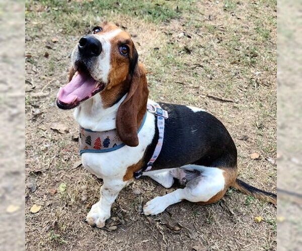 Medium Photo #3 Basset Hound Puppy For Sale in Deepwater, NJ, USA