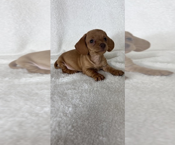 Medium Photo #5 Dachshund Puppy For Sale in GREENFIELD, IN, USA