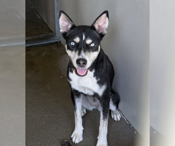 Medium Photo #1 Gerberian Shepsky Puppy For Sale in San Bernardino, CA, USA
