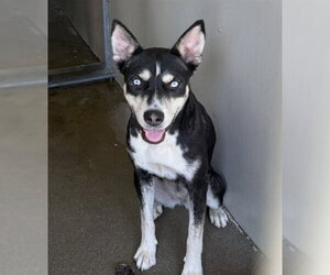 Gerberian Shepsky Dogs for adoption in San Bernardino, CA, USA