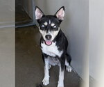 LILY - Female Gerberian Shepsky Dog for Adoption - Small photo