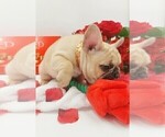 Small Photo #29 French Bulldog Puppy For Sale in MANHATTAN, NY, USA