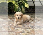 Puppy Cinnamon Goldendoodle