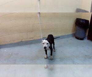 American Pit Bull Terrier Dogs for adoption in Tulsa, OK, USA