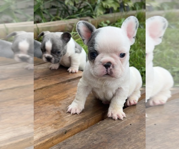 Medium Photo #7 French Bulldog Puppy For Sale in MILLVILLE, MN, USA